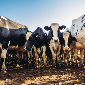 Partner with U.S. Lubricants During June Dairy Month
